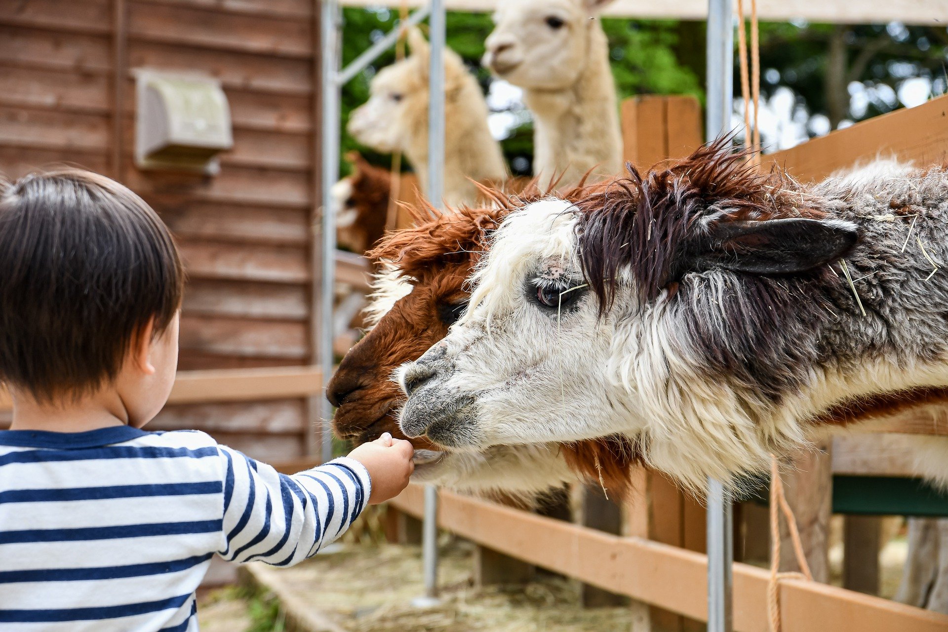 AVVISO – GITA ALLO ZOO PARCO PUNTA VERDE DI LIGNANO DEL 22 GIUGNO 2022