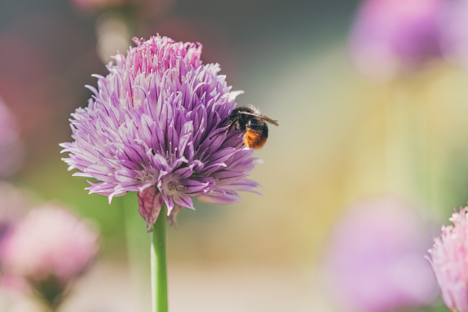 CONCORSO “UN GIARDINO PER GLI INSETTI IMPOLLINATORI”